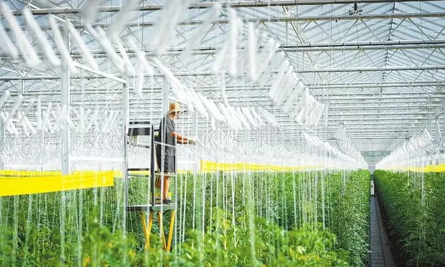 加強規?；N植基地建設與農業生產托管服務，助力蔬菜產業穩定發展